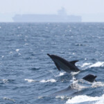 Dauphin commun, Détroit de Gibraltar