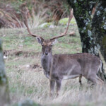Daim, mâle adulte (Andujar décembre 2013)