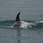 Laguénorhynque à bec blanc