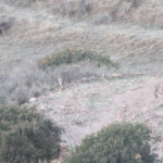 Lynx pardelle