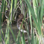 Bécassine des marais (Aiguamolls, Espagne)