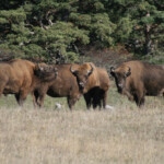 Bison d'Europe (Réserve du Haut-Thorenc 06)