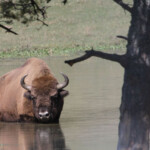 Bison d'Europe (Réserve du Haut-Thorenc 06)