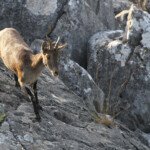 Bouquetin ibérique (Sierra de Grazalema - juillet 2013)