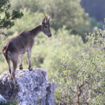 Bouquetin ibérique (Sierra de Grazalema - juillet 2013)