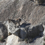 Bouquetin des pyrénées (Andujar - décembre 2013)