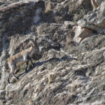 Bouquetin des pyrénées (Andujar - décembre 2013)