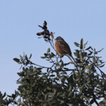 Bruant fou (Espagne)