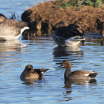 Canard chipeau (Espagne Aiguamolls)