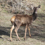 Cerf élaphe (Andujar - décembre 2013)