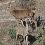Cerf élaphe (Andujar - décembre 2013)