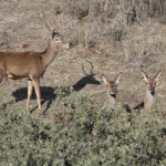 Cerf élaphe (Andujar - décembre 2013)