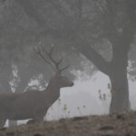 Cerf élaphe (Andujar - décembre 2013)