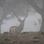Cerf élaphe (Andujar - décembre 2013)