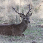 Cerf élaphe (Andujar - décembre 2013)