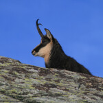 Chamois en hiver dans la vallée des Merveilles