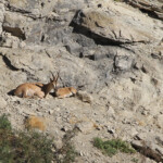 Chèvre égagre (Arménie - Août 2013)