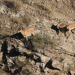 Chèvre égagre (Arménie - Août 2013)