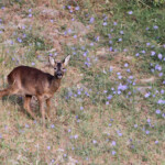 Chevreuil (Andalousie - juillet 2013)