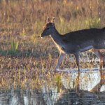 Daim (Aiguamolls, décembre 2013)