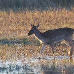 Daim (Aiguamolls, décembre 2013)