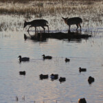 Daims (Aiguamolls, décembre 2013)