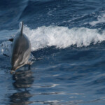 Dauphin bleu et blanc