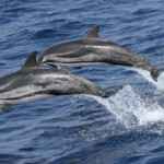 Dauphin bleu et blanc