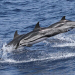 Dauphin bleu et blanc