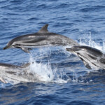 Dauphin bleu et blanc