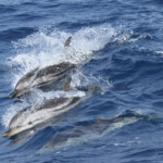 Dauphin bleu et blanc