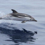 Dauphin bleu et blanc