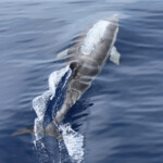 Dauphin bleu et blanc