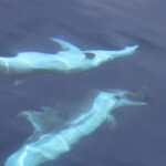 Dauphin bleu et blanc