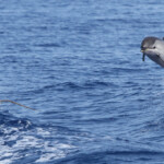 Dauphin bleu et blanc et Puffin cendré