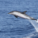 Dauphin bleu et blanc