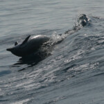 Dauphin bleu et blanc