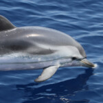 Dauphin bleu et blanc