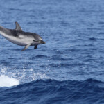 Dauphin bleu et blanc