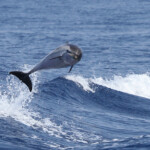 Dauphin bleu et blanc