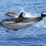 Dauphin bleu et blanc