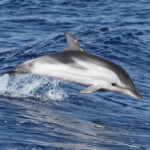 Dauphin bleu et blanc