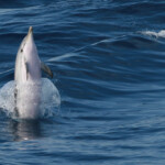 Dauphin bleu et blanc