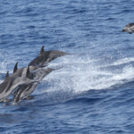 Dauphin bleu et blanc