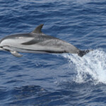 Dauphin bleu et blanc