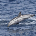 Dauphin bleu et blanc