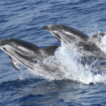 Dauphin bleu et blanc