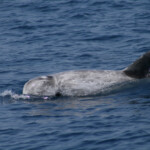 Dauphin de Risso