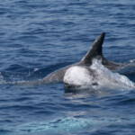 Dauphin de Risso