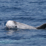 Dauphin de Risso